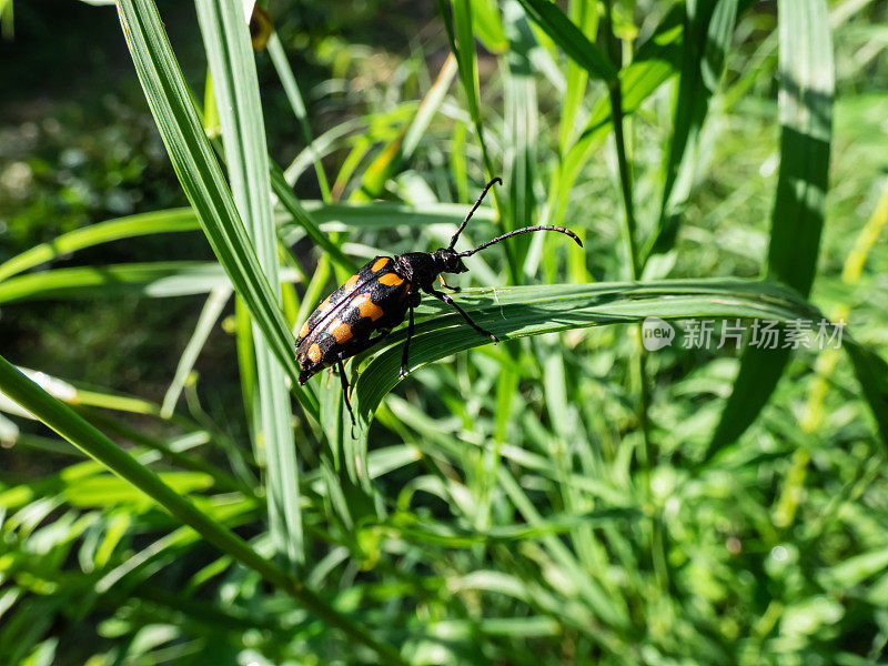 夏季，长角甲虫(Leptura quadrifasciata)坐在草叶上的特写镜头。黑色甲虫有四个连续的横向黄带